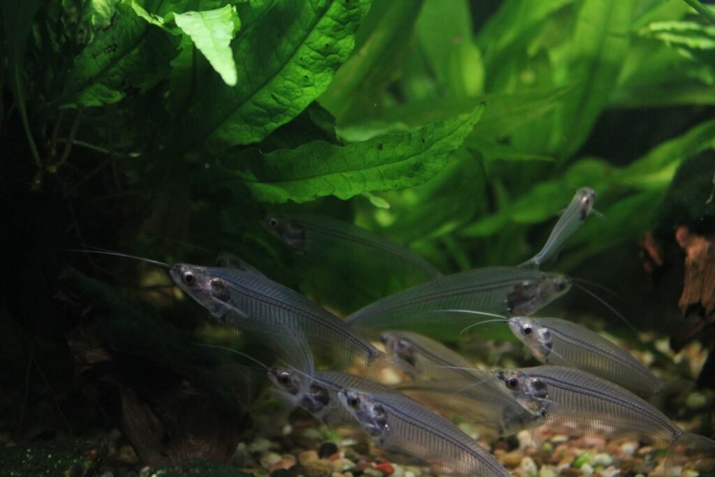 The Lost Chambers Aquarium