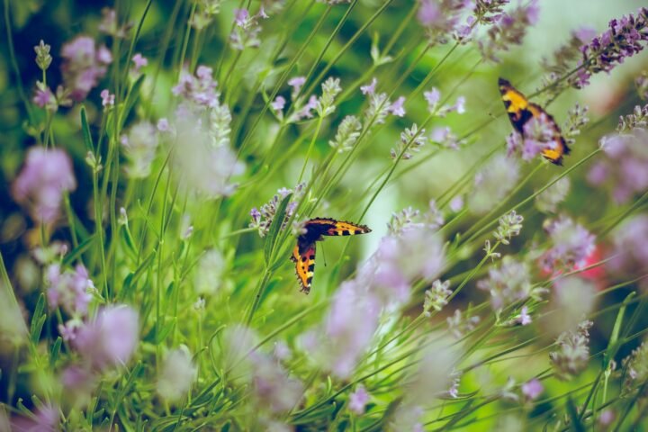Dubai Butterfly Garden