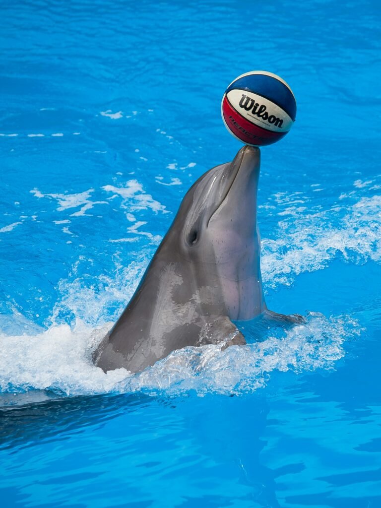 Dubai Dolphinarium — Dolphin & Bird Show