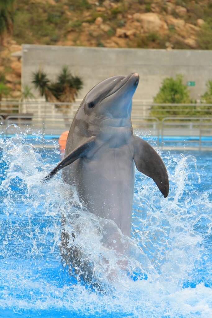 Dubai Dolphinarium — Dolphin & Bird Show