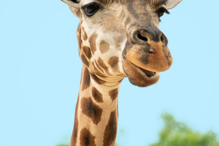 Emirates Park Zoo